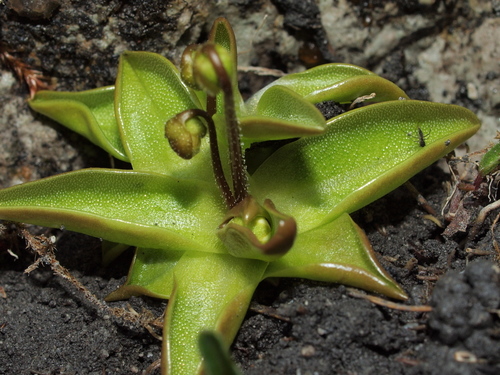 Alpine Butterwort
