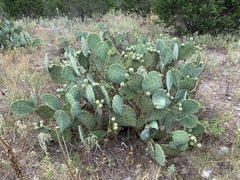 Opuntia cacanapa
