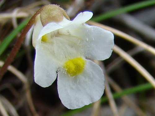 Alpine Butterwort