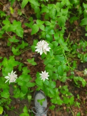 Astrantia maxima