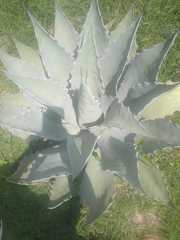 Agave temacapulinensis