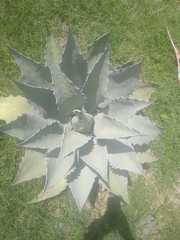 Agave temacapulinensis