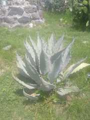 Agave temacapulinensis