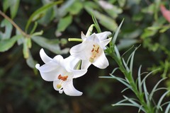 Lilium philippinense
