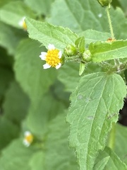 Galinsoga quadriradiata