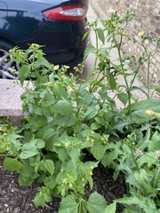 Galinsoga quadriradiata