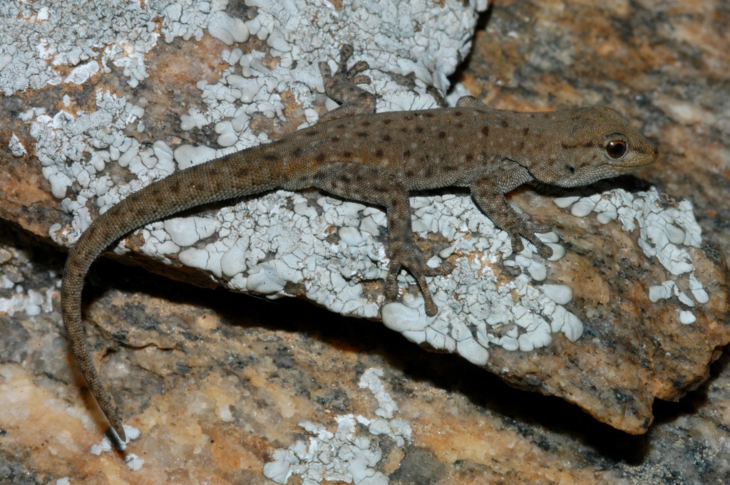 Namaqua Day Gecko