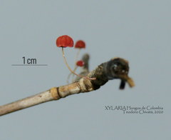 Marasmius