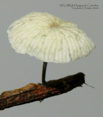 Tetrapyrgos nigripes