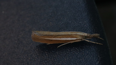 Agriphila selasella