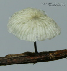 Tetrapyrgos nigripes