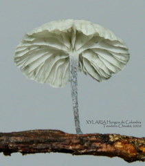 Tetrapyrgos nigripes