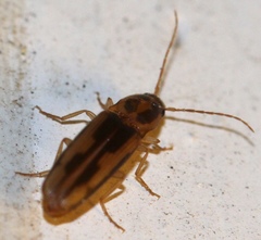 Conoderus vespertinus