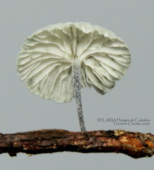 Tetrapyrgos nigripes