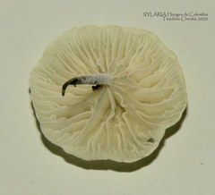 Tetrapyrgos nigripes