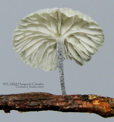 Tetrapyrgos nigripes