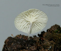 Tetrapyrgos nigripes