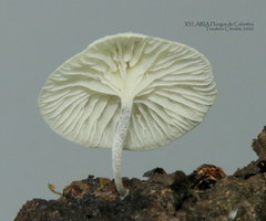 Tetrapyrgos nigripes