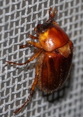 Cyclocephala borealis