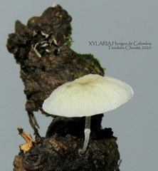 Tetrapyrgos nigripes