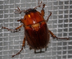 Cyclocephala borealis