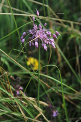Allium carinatum pulchellum