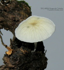 Tetrapyrgos nigripes