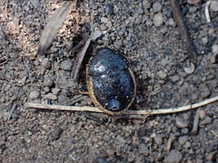 Cyptocoris wahlbergi