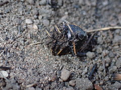 Cyptocoris wahlbergi