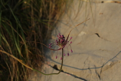 Allium carinatum pulchellum