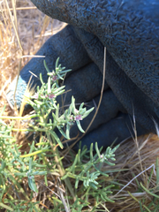 Nitrophila occidentalis