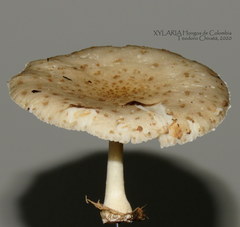 Oudemansiella canarii