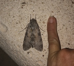 Erinnyis yucatana