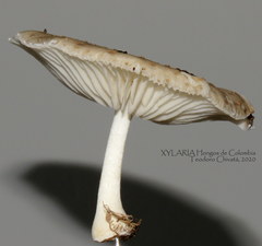 Oudemansiella canarii