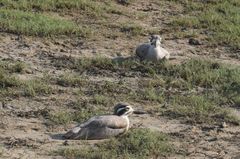 Esacus recurvirostris