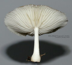 Oudemansiella canarii