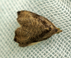 Olethreutes exoletum