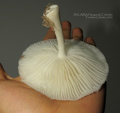 Oudemansiella canarii