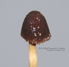 Psathyrella