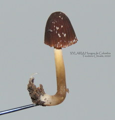 Psathyrella