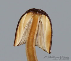 Psathyrella