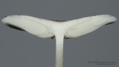 Oudemansiella canarii