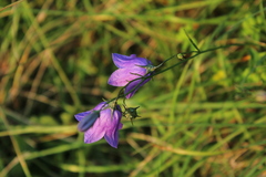 Campanula martinii