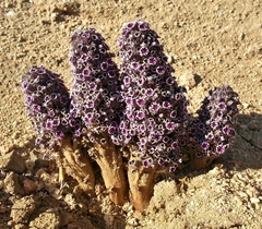 Pholisma arenarium