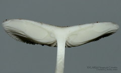 Oudemansiella canarii