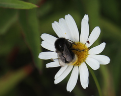 Bombus soroeensis