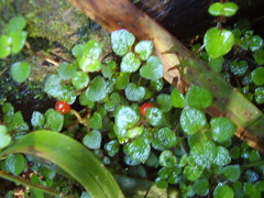 Nertera dichondrifolia