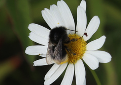 Bombus soroeensis