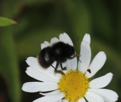 Bombus soroeensis