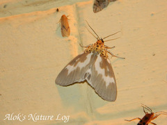 Asota tortuosa